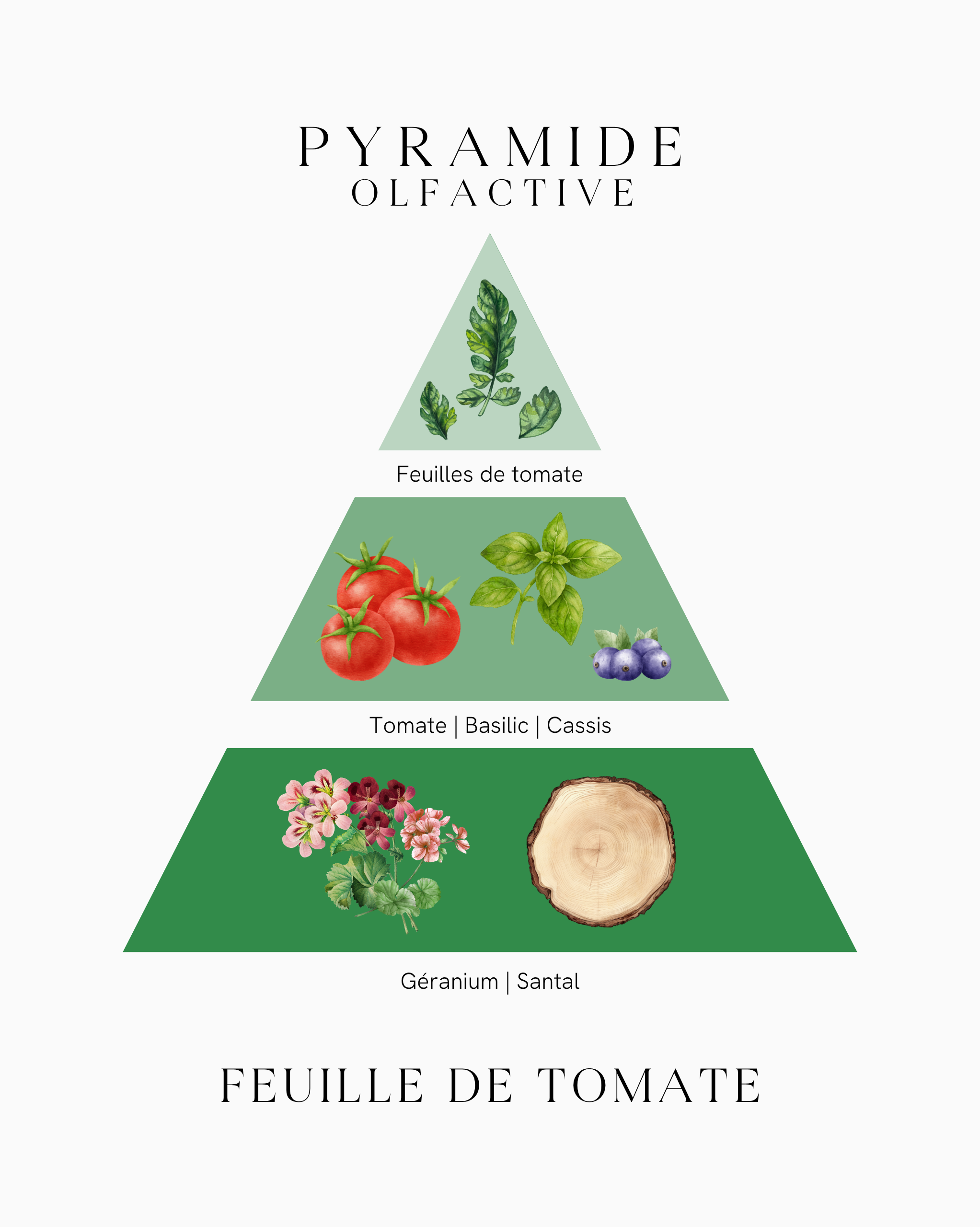 Bougie parfumée capsule - Feuille de Tomate